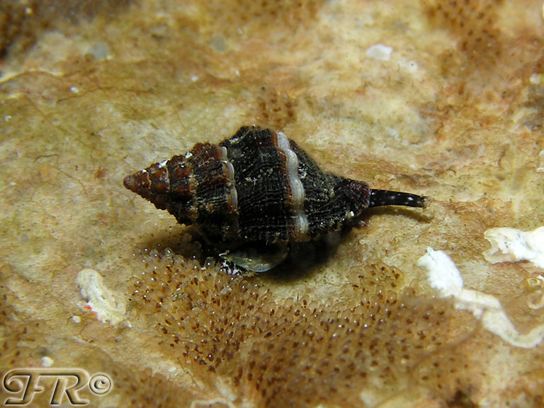 Mollusco Pantesaco in cerca di ID = Pollia dorbignyi